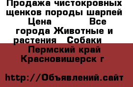 Продажа чистокровных щенков породы шарпей › Цена ­ 8 000 - Все города Животные и растения » Собаки   . Пермский край,Красновишерск г.